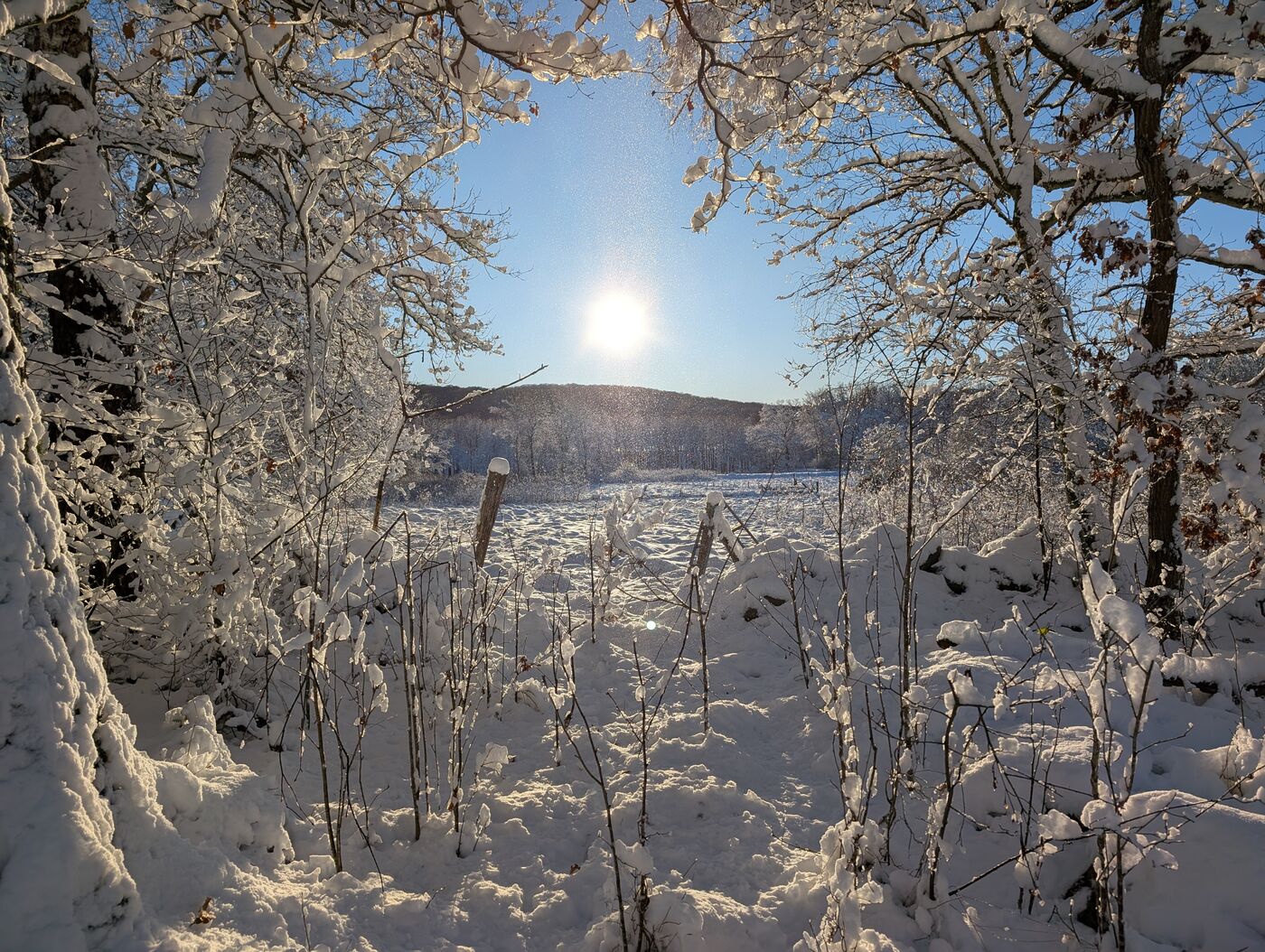 Vintervy mod Söderäsen – snötäckta träd och öppna fält i solljus